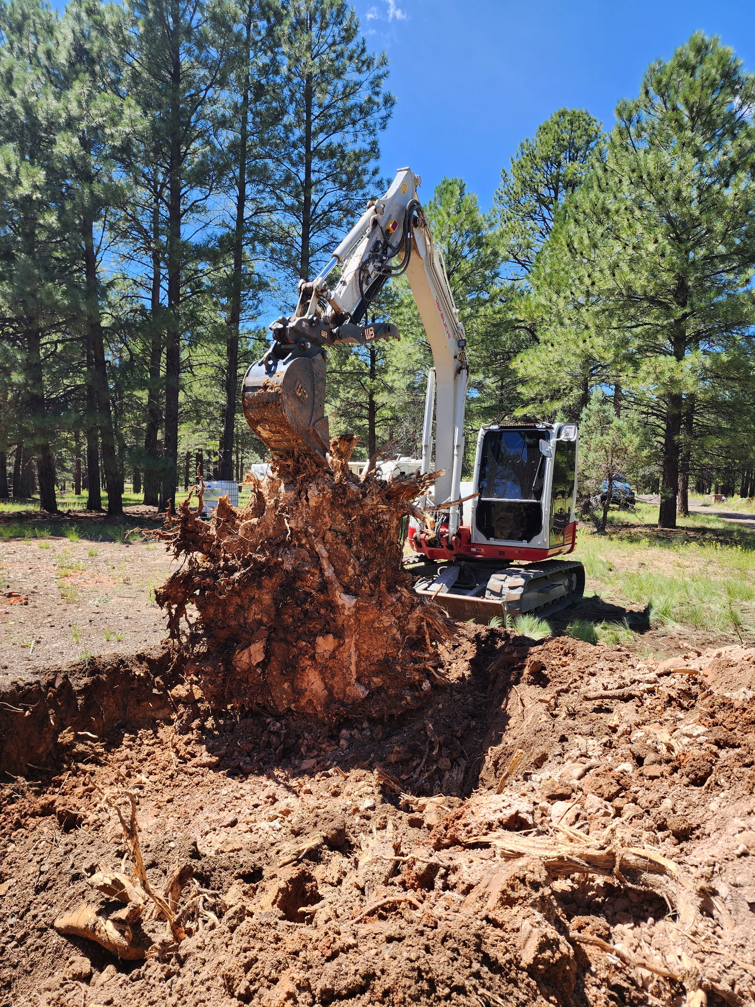 Tree and stump removal